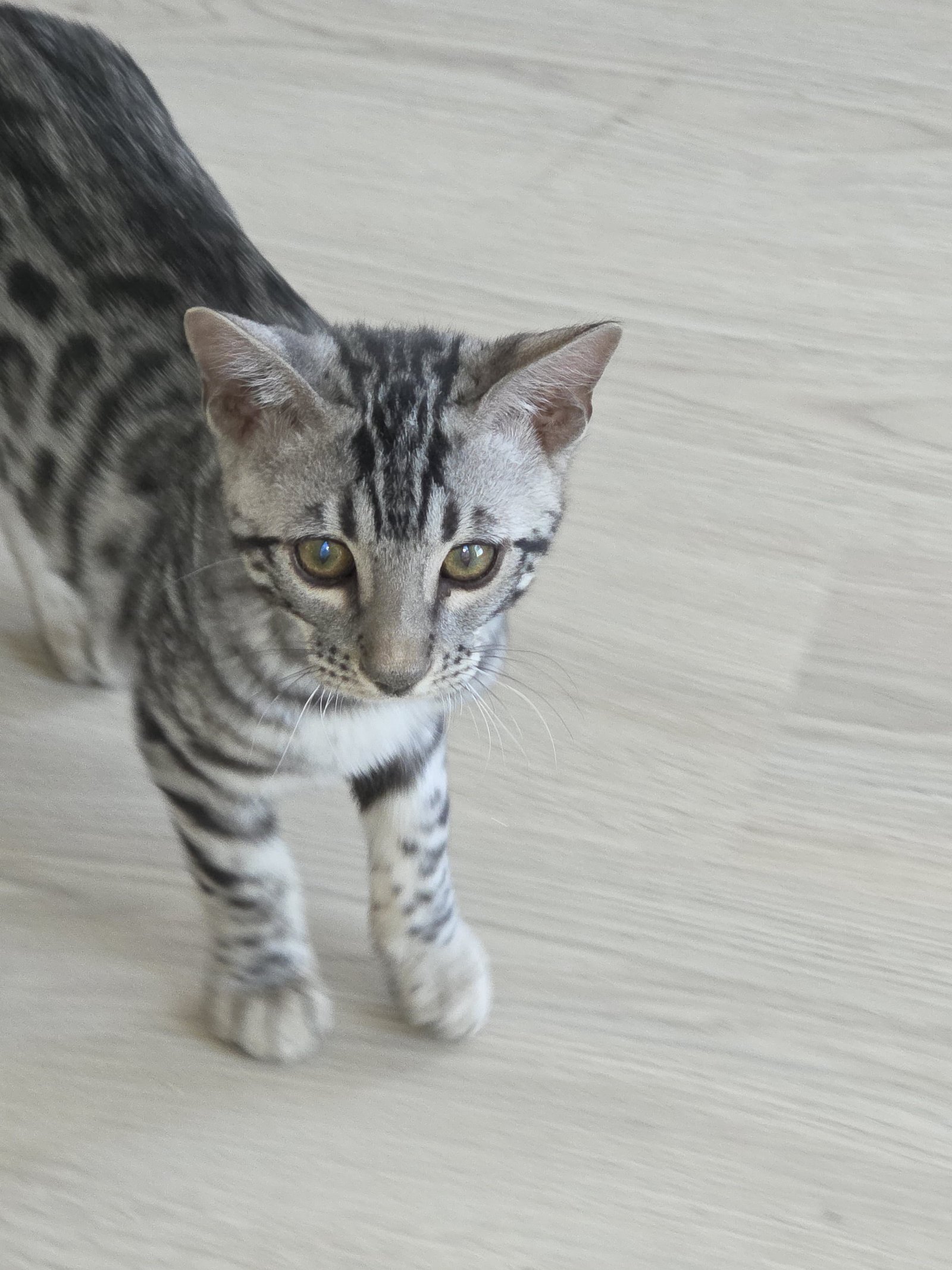 Bengal kitten