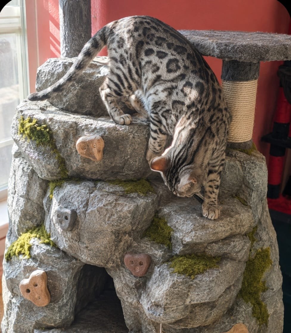Bogus — Bengal Stud