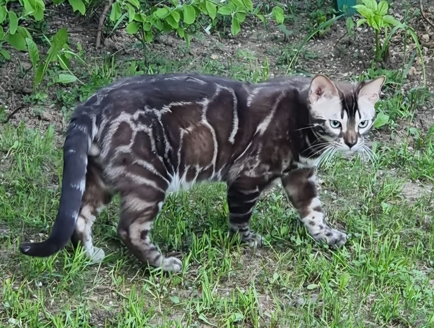 Rokki — Bengal Stud