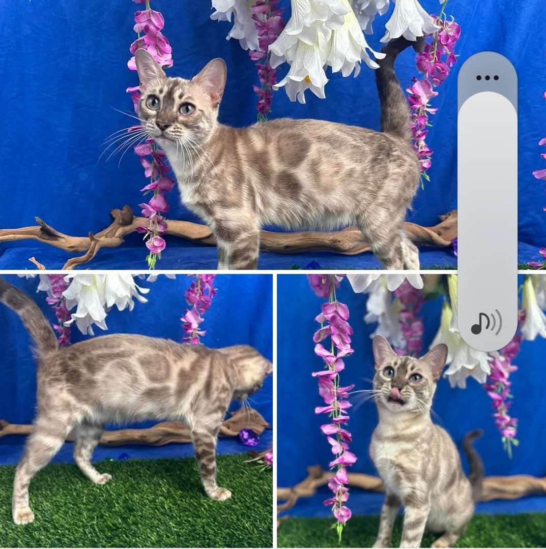 Selene — Bengal Queen