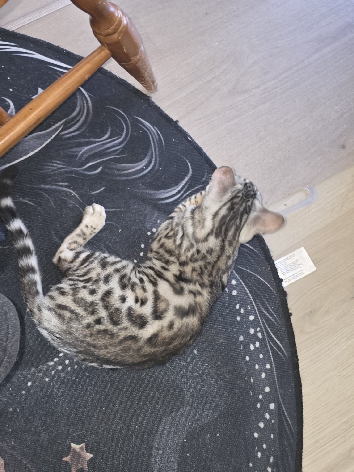 Stone — Cool Tone Brown Bengal Kitten