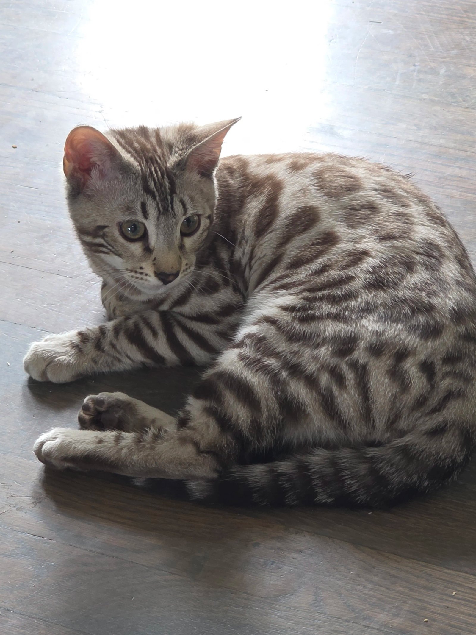 Bengal cat at Shady Spots Cat Ranch