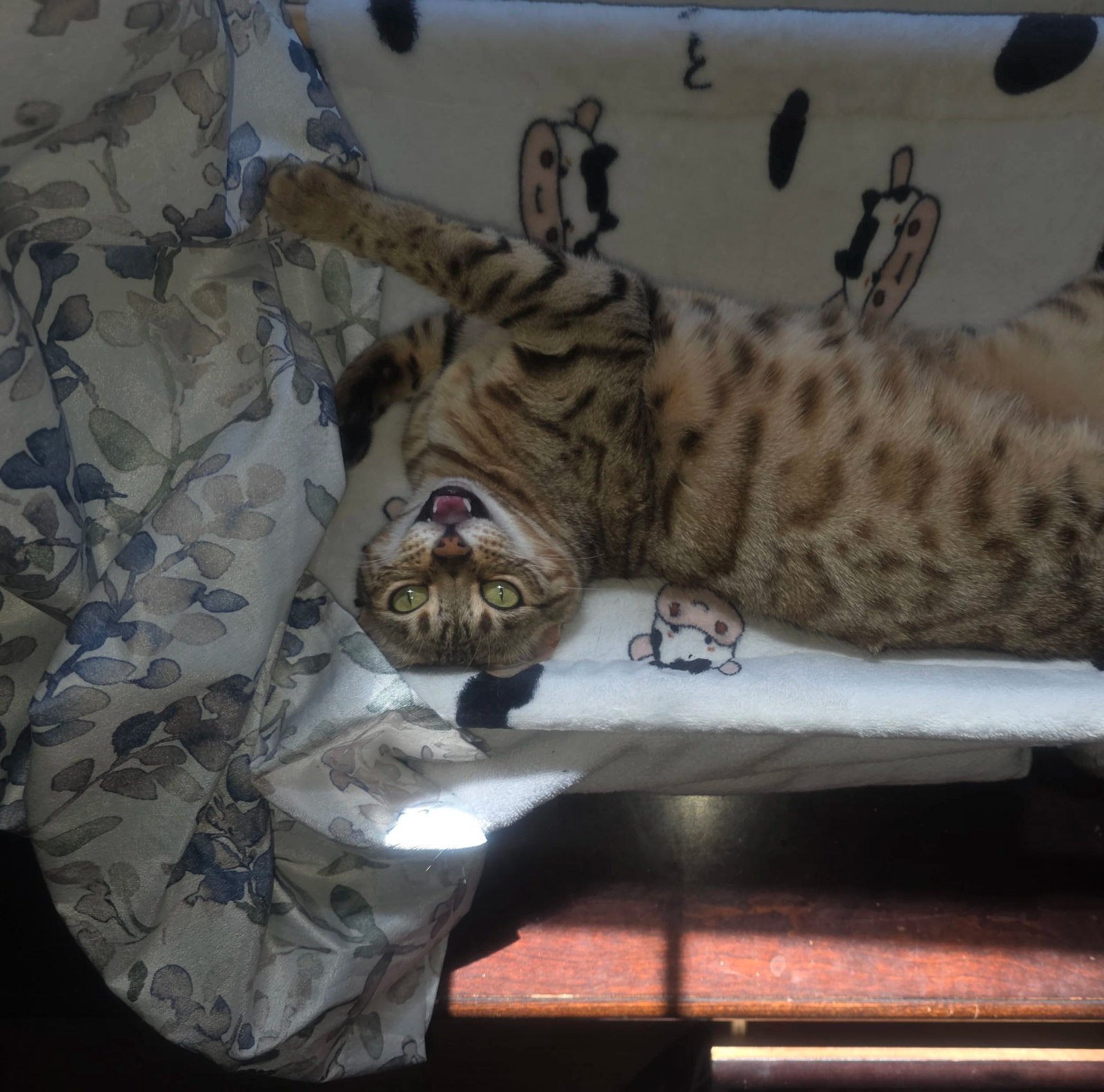 Bengal cat at Shady Spots Cat Ranch