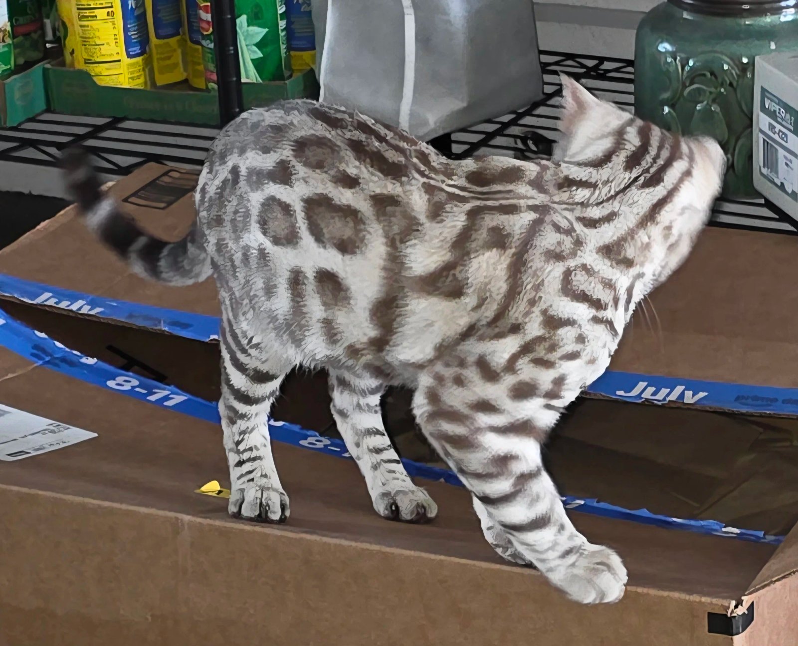 Bengal cat at Shady Spots Cat Ranch