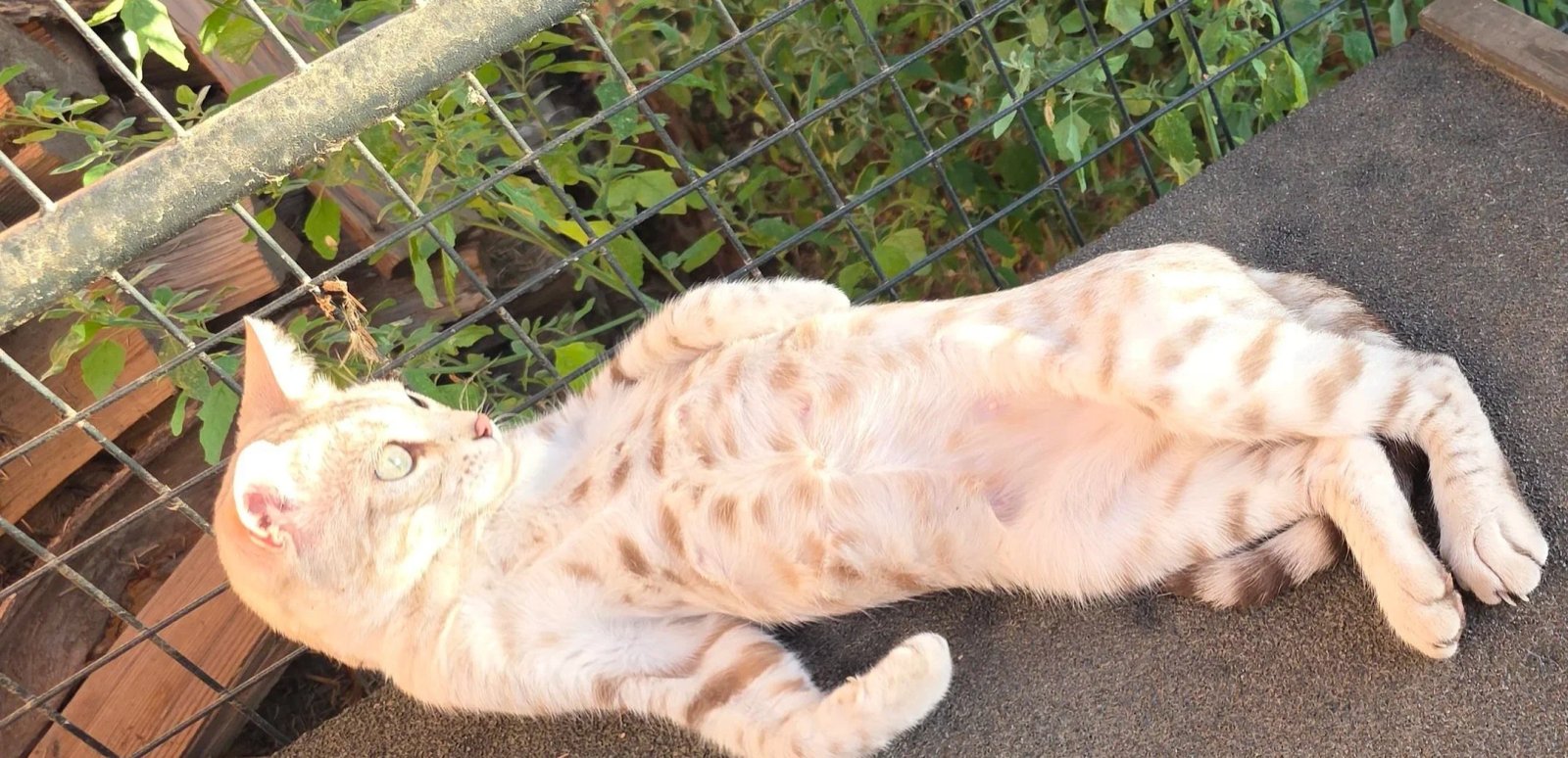 Bengal cat at Shady Spots Cat Ranch