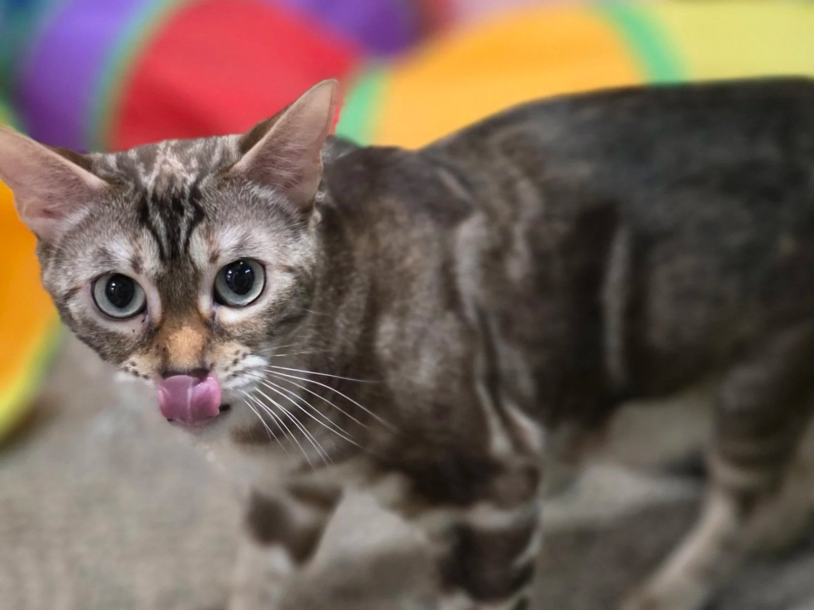 Bengal cat at Shady Spots Cat Ranch