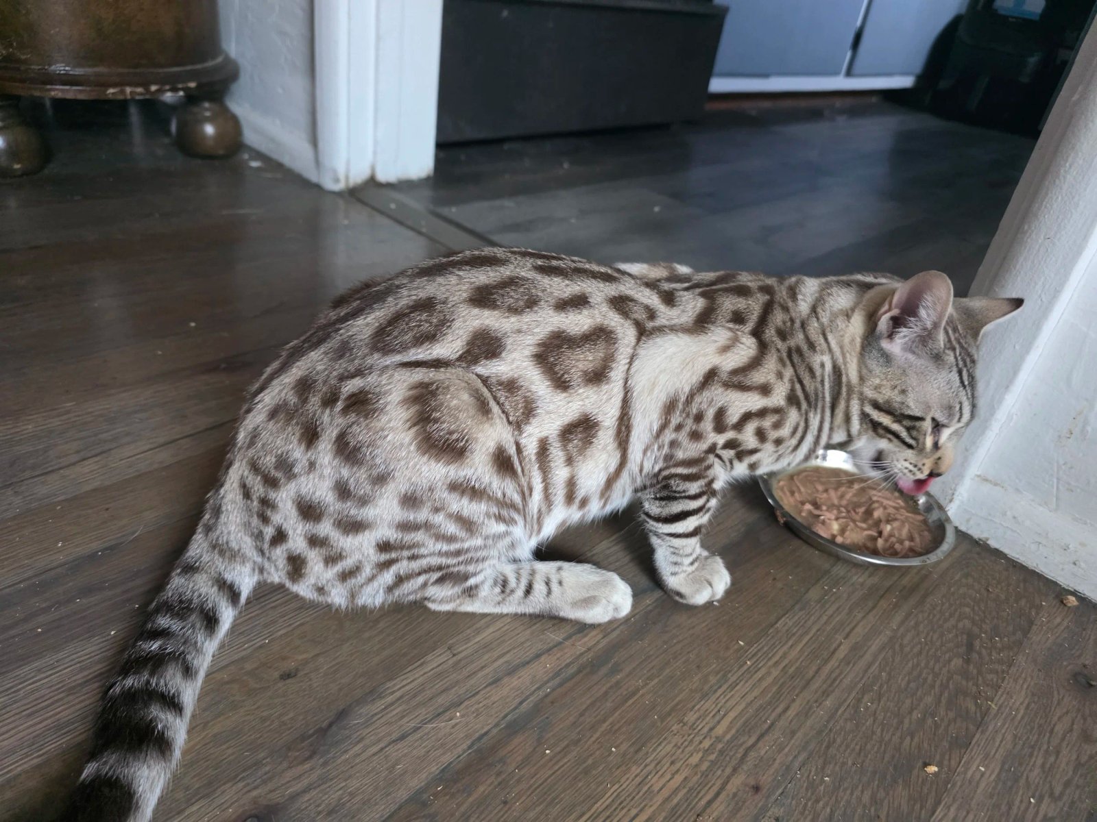 Bengal cat at Shady Spots Cat Ranch