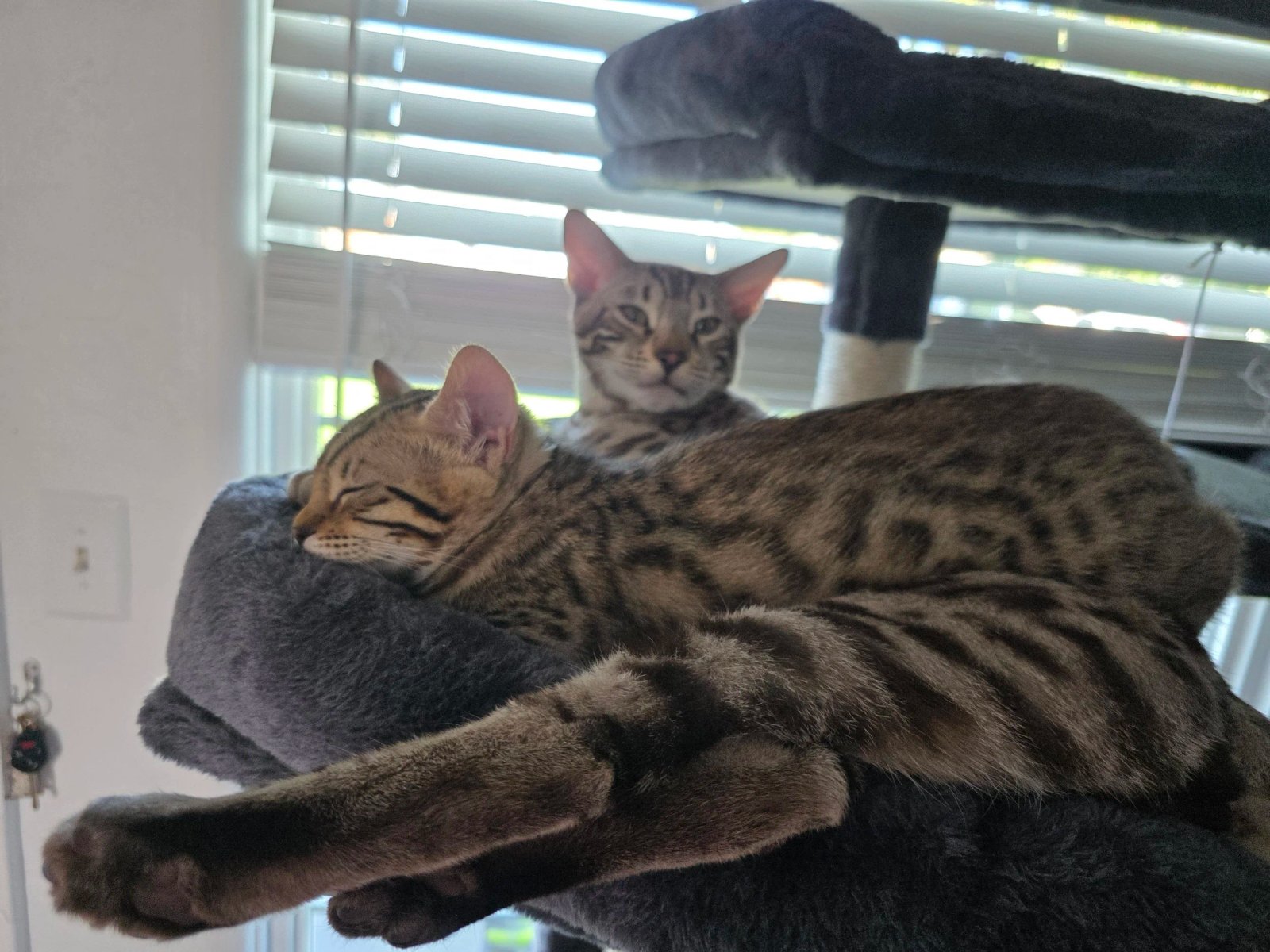 Bengal cat at Shady Spots Cat Ranch