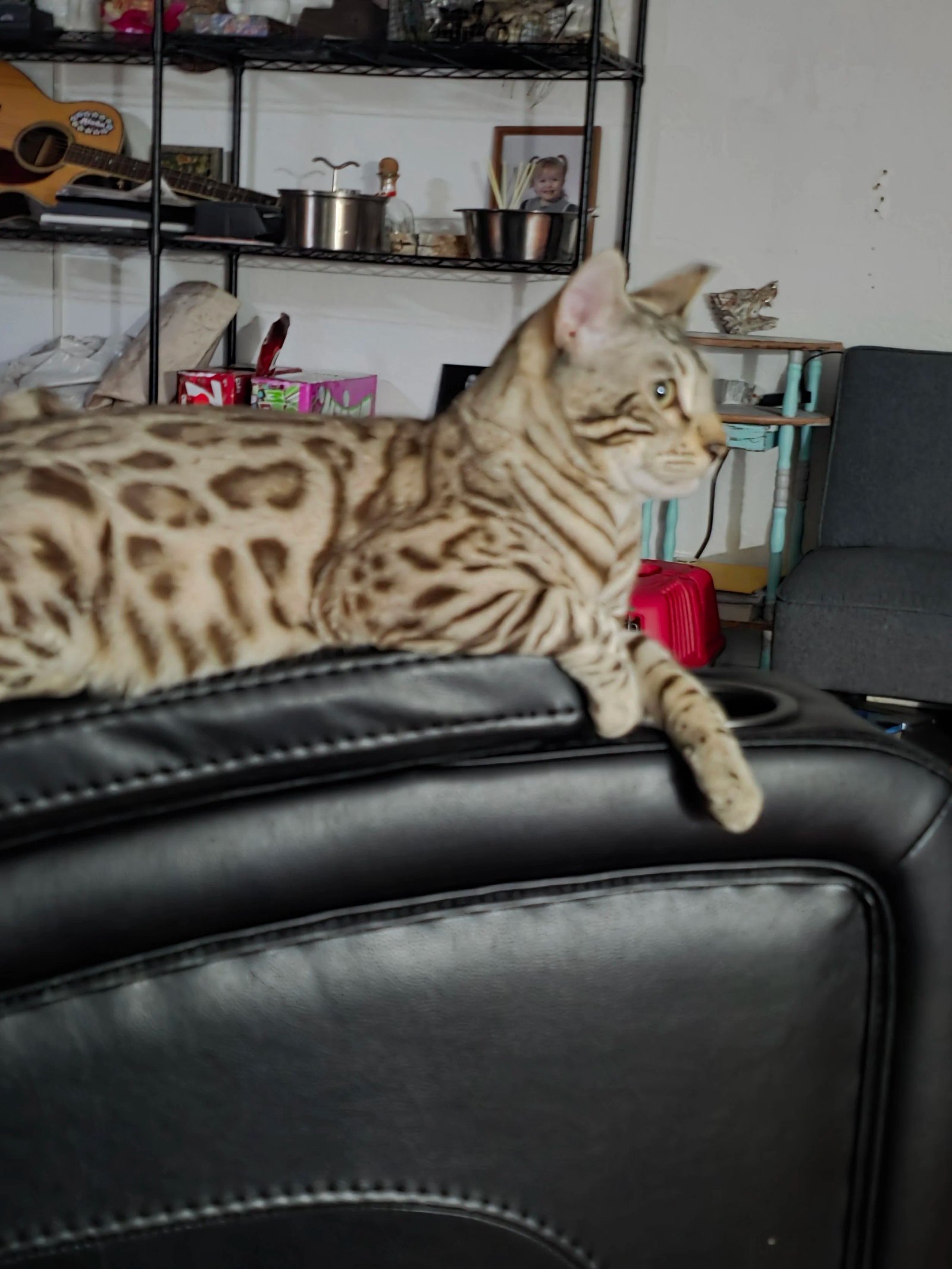 Bengal cat at Shady Spots Cat Ranch