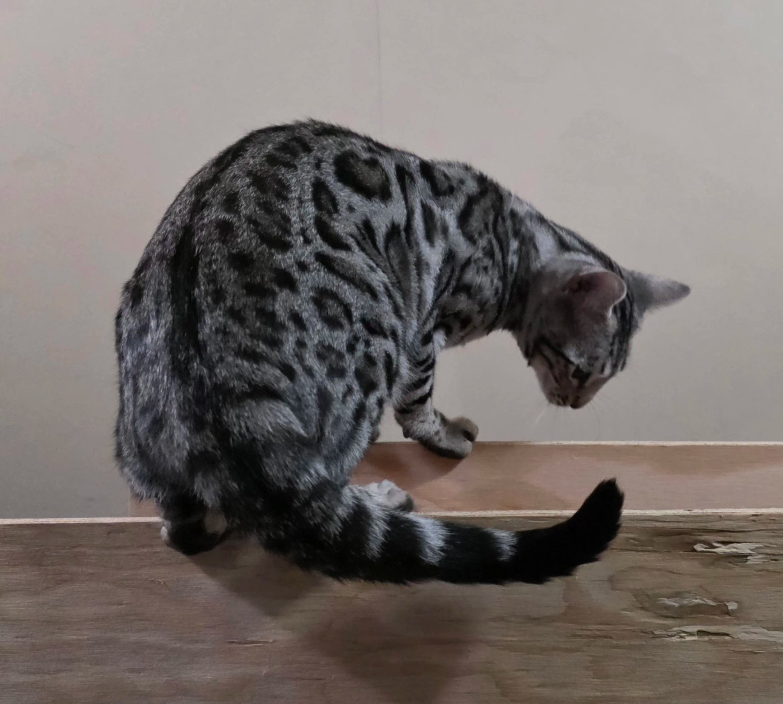 Bengal cat at Shady Spots Cat Ranch