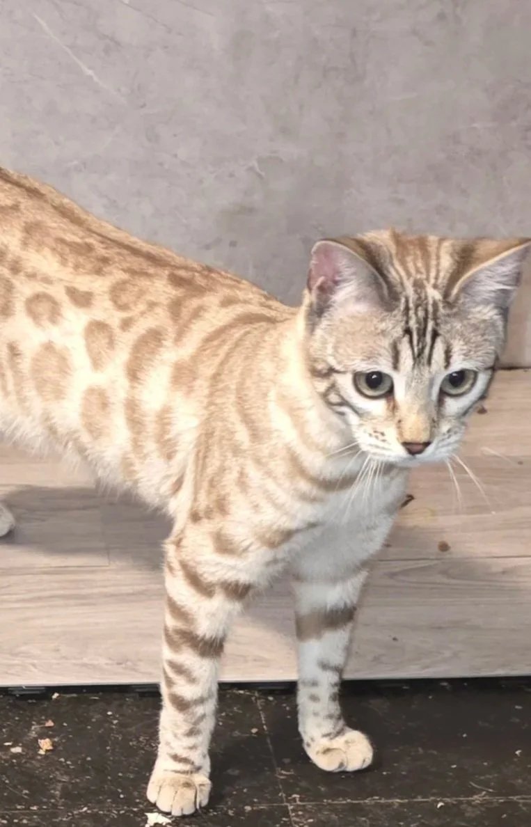 Bengal cat at Shady Spots Cat Ranch