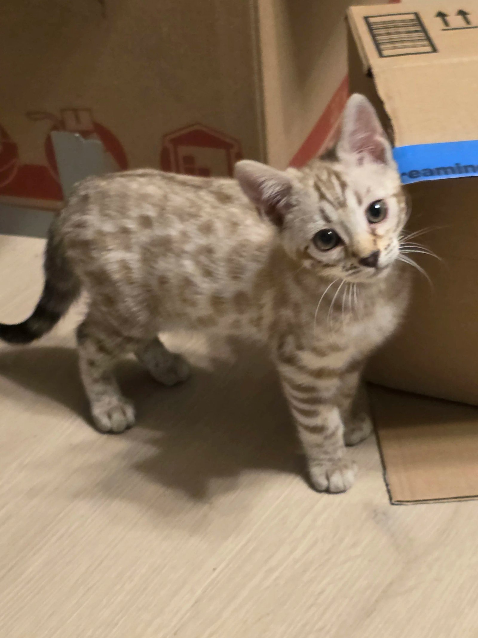 Bengal cat at Shady Spots Cat Ranch