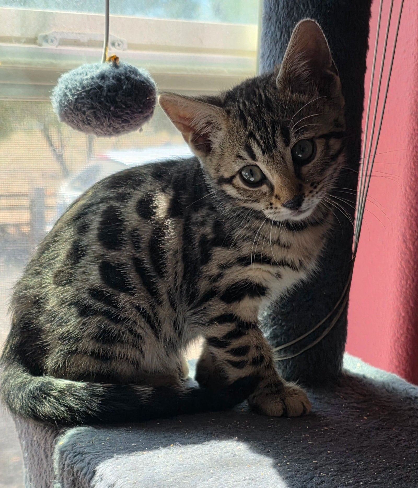 Bengal cat at Shady Spots Cat Ranch