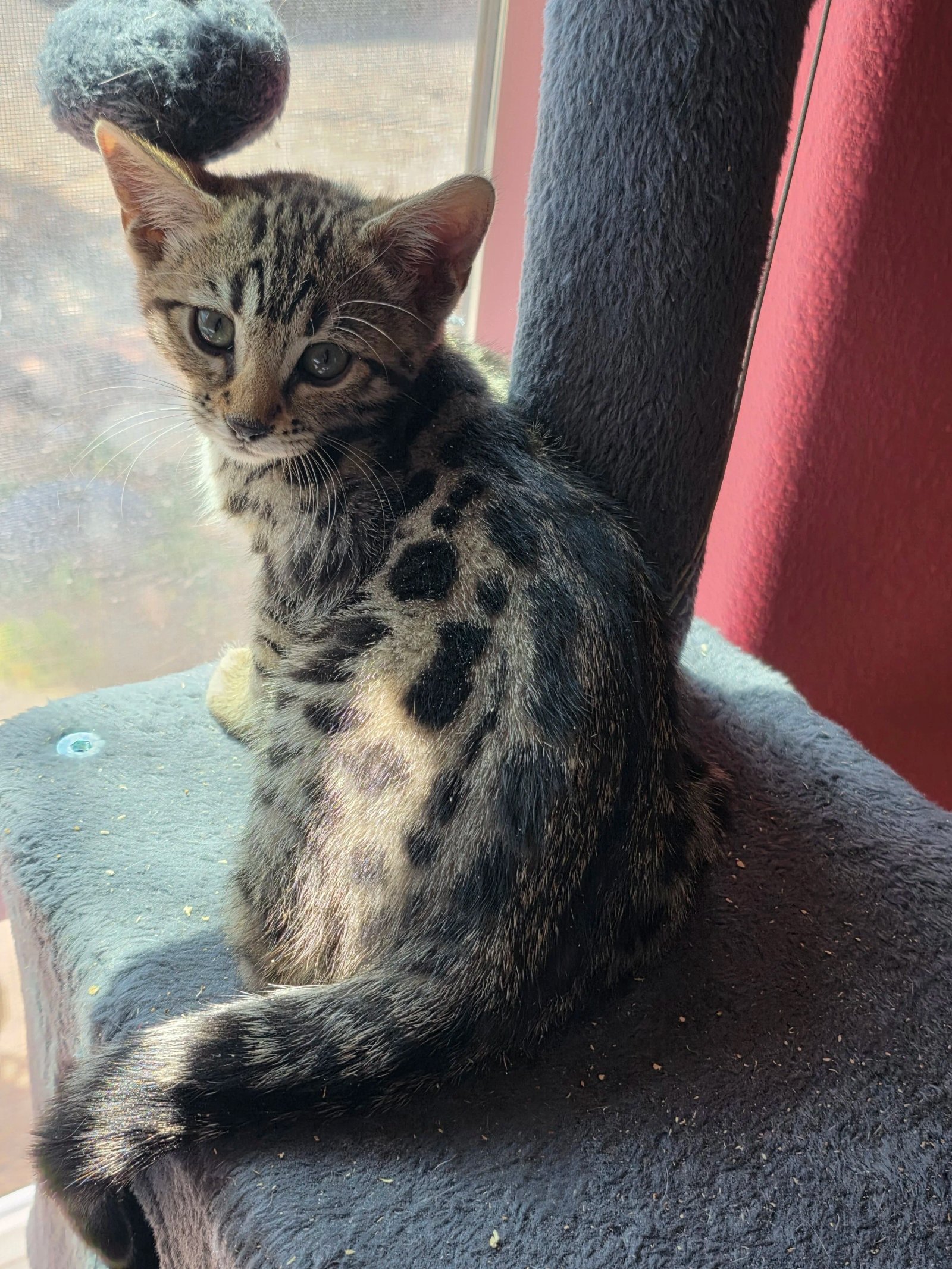 Bengal cat at Shady Spots Cat Ranch