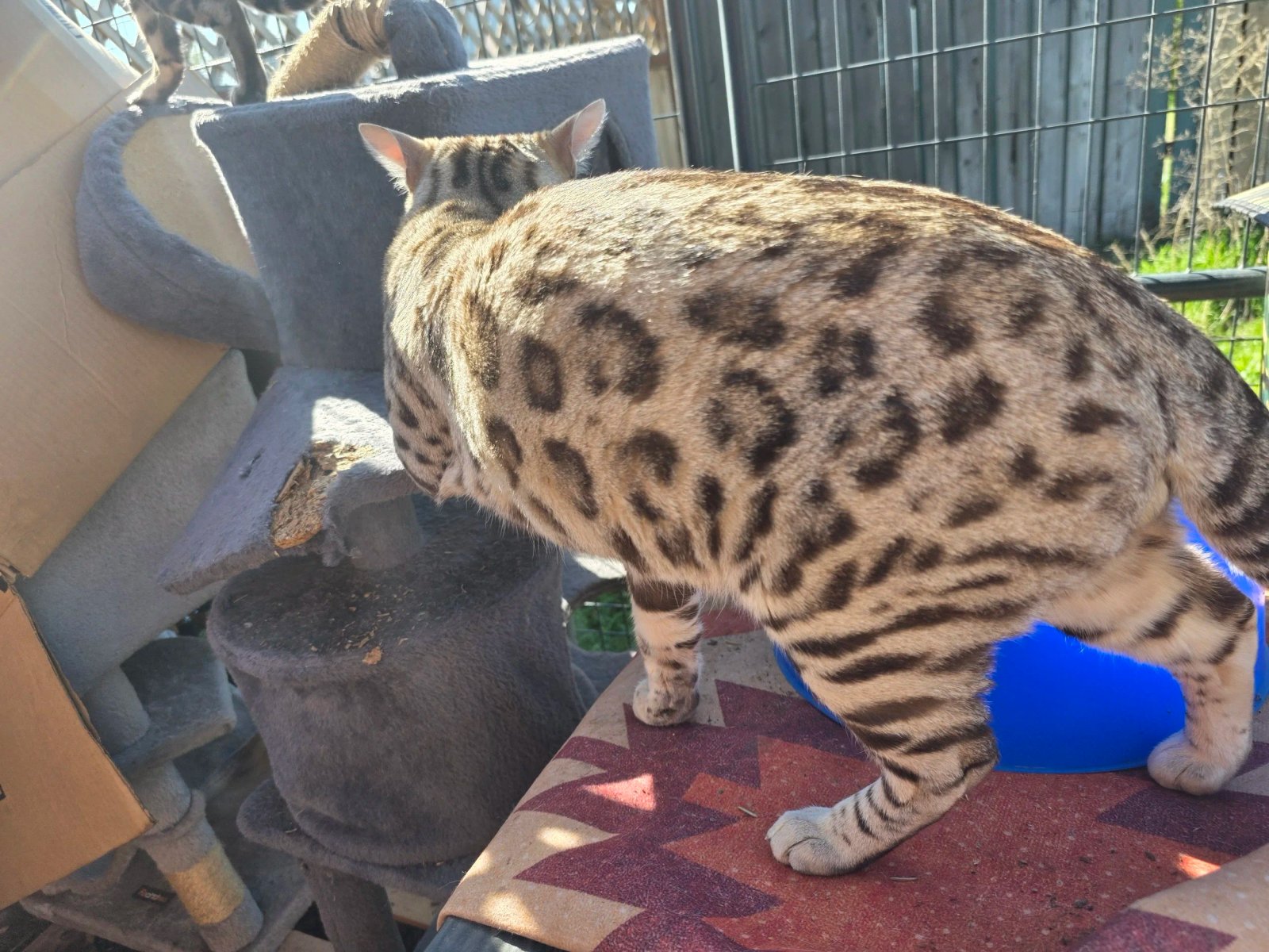 Bengal cat at Shady Spots Cat Ranch