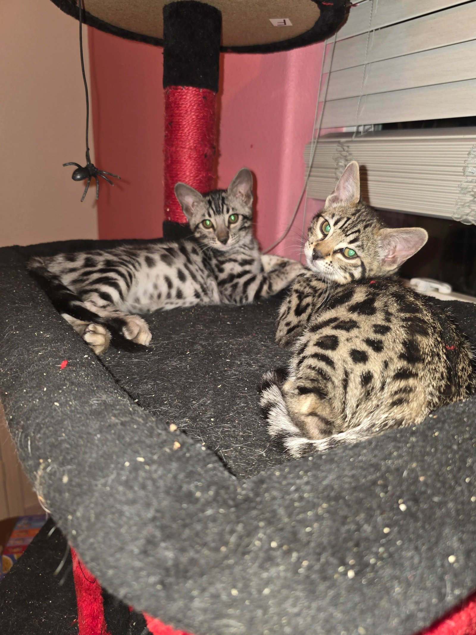 Bengal cat at Shady Spots Cat Ranch