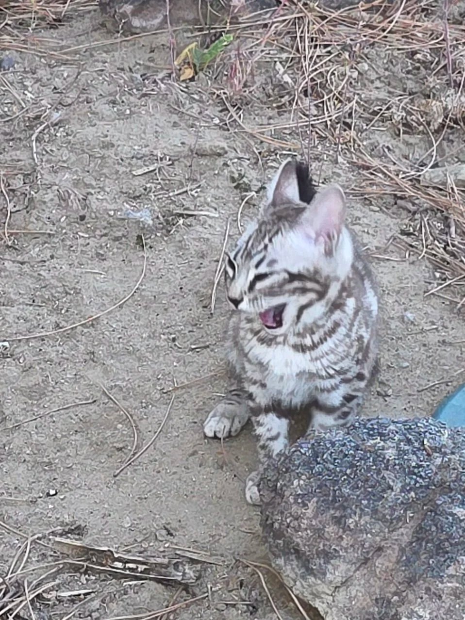 Bengal cat at Shady Spots Cat Ranch