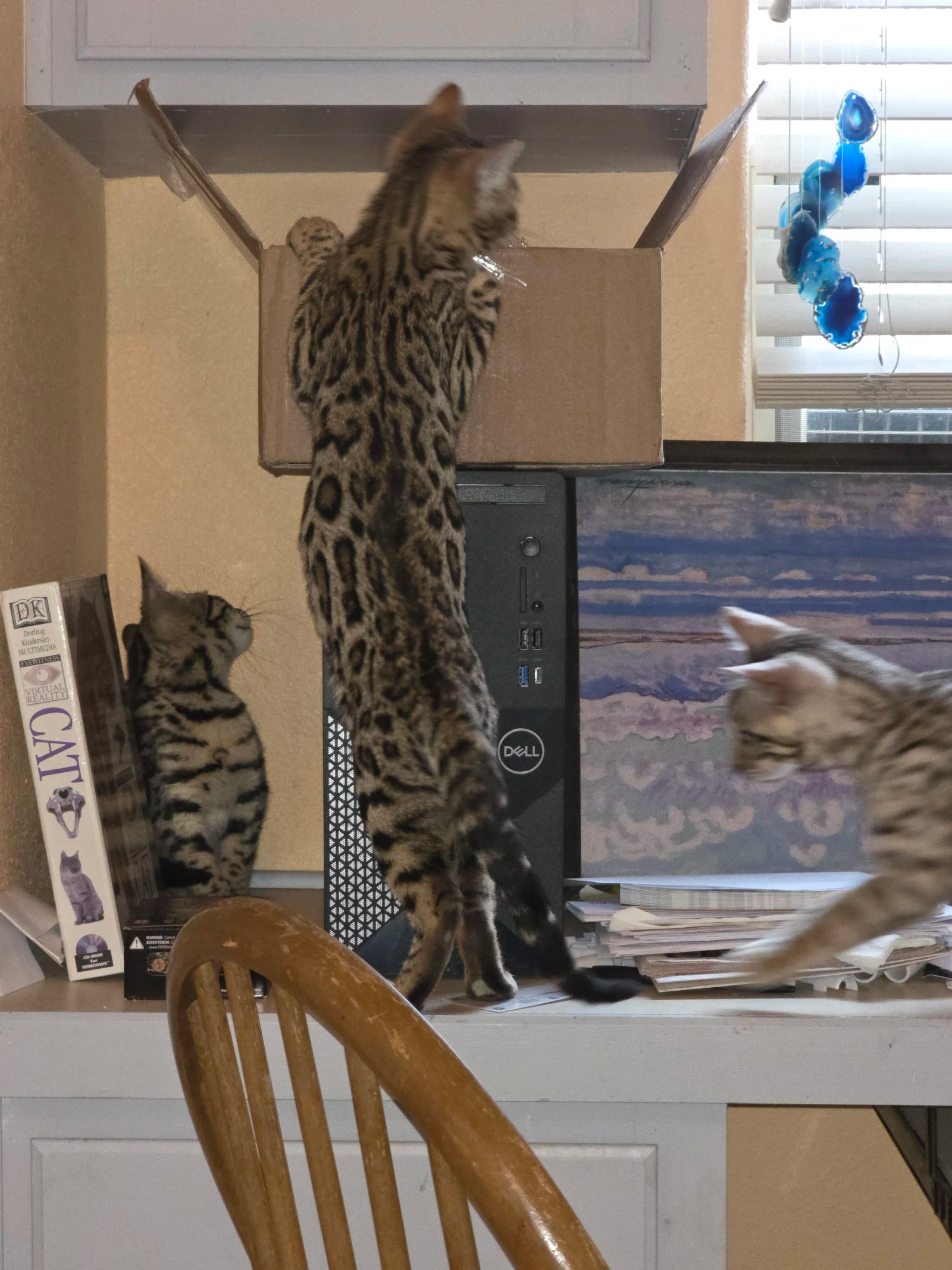 Bengal cat at Shady Spots Cat Ranch