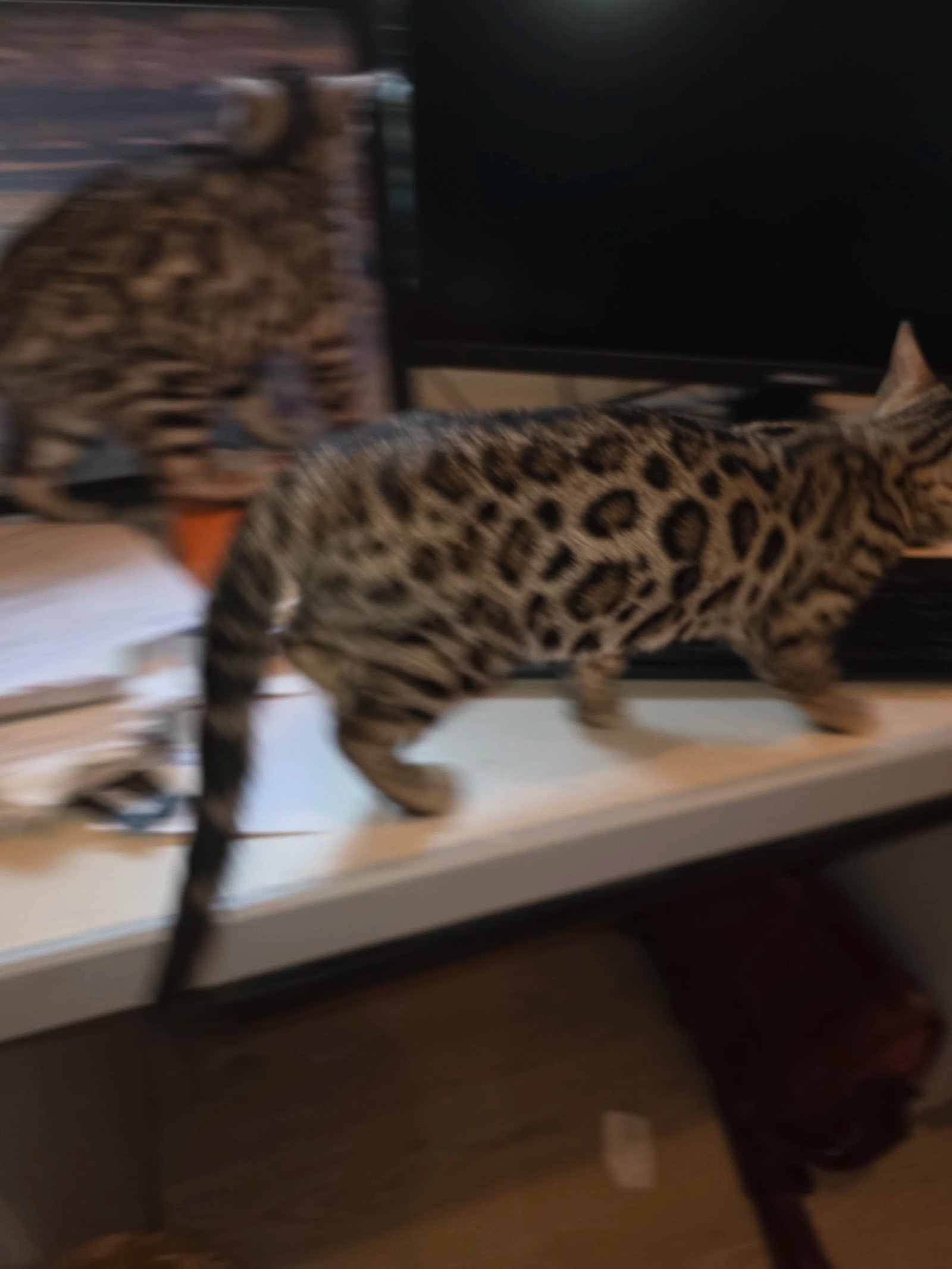 Bengal cat at Shady Spots Cat Ranch