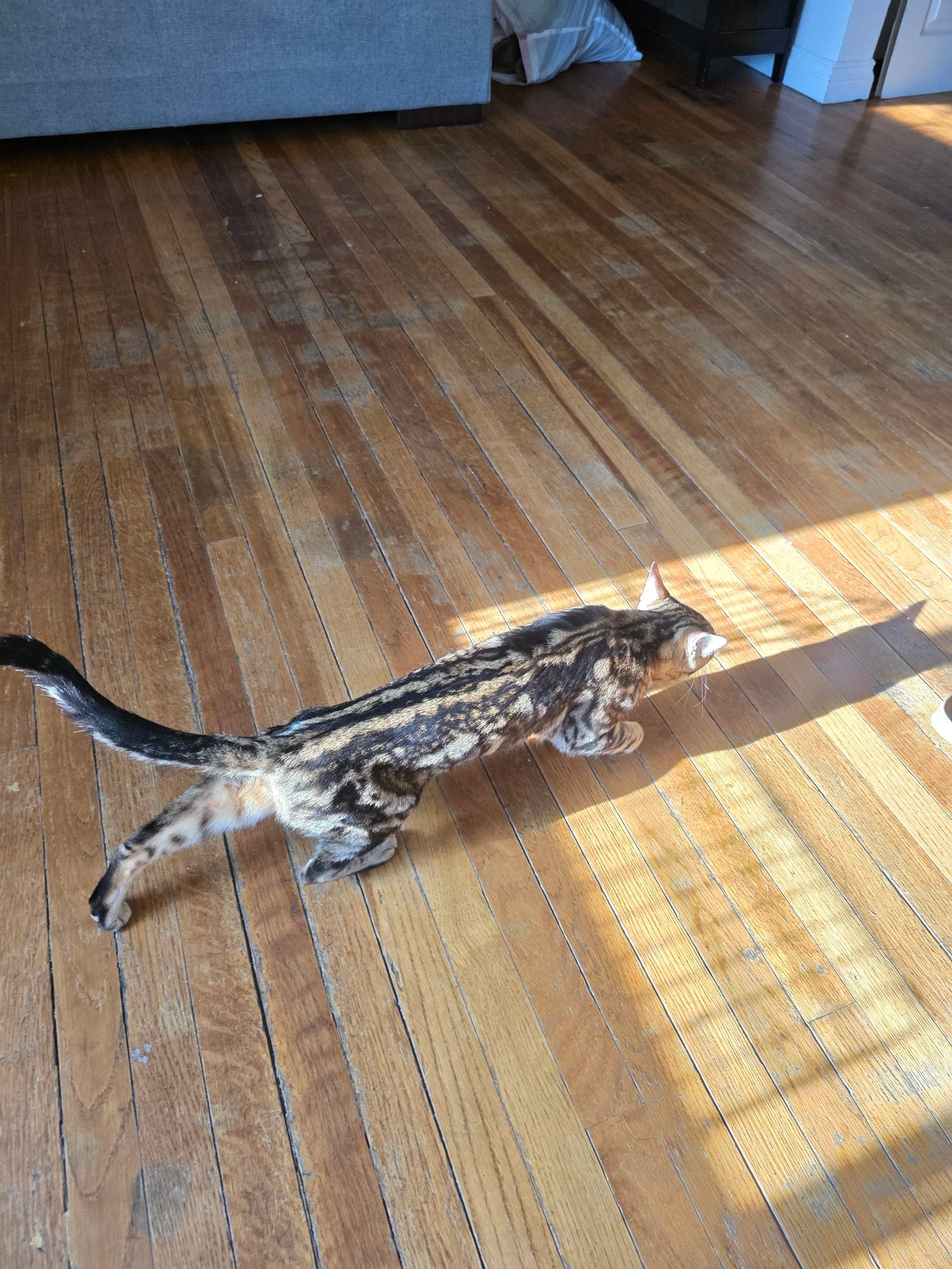 Bengal cat at Shady Spots Cat Ranch