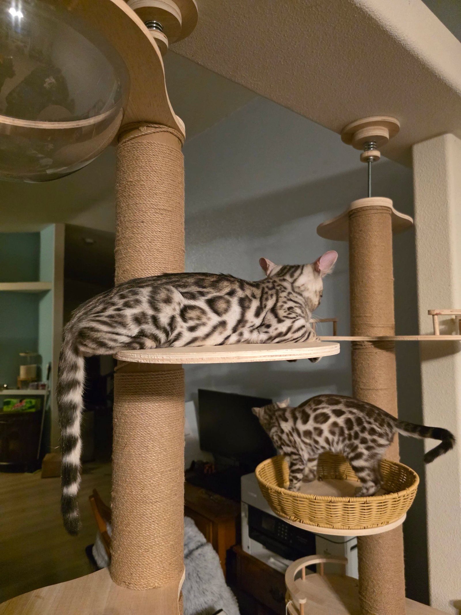 Bengal cat at Shady Spots Cat Ranch