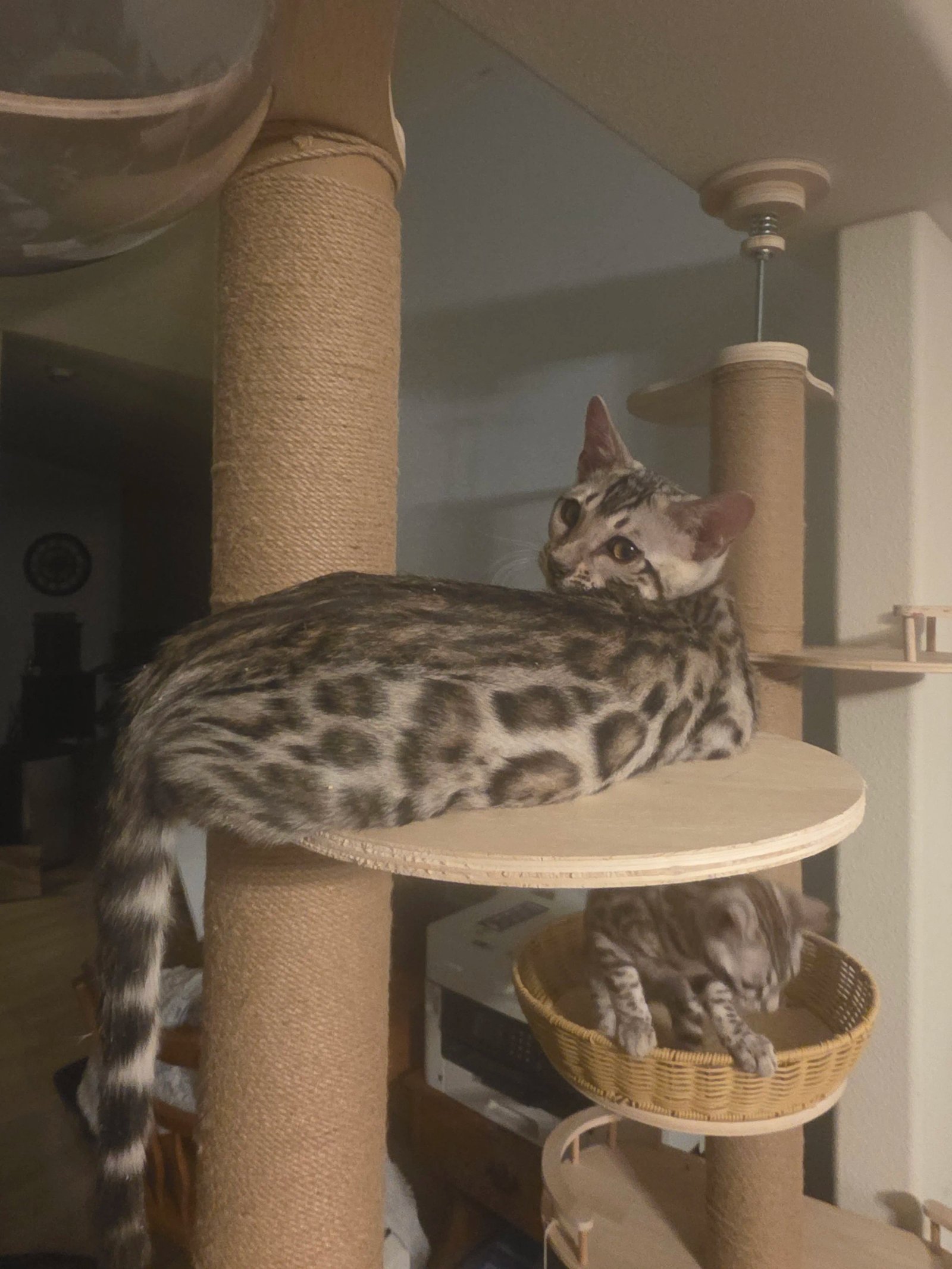 Bengal cat at Shady Spots Cat Ranch