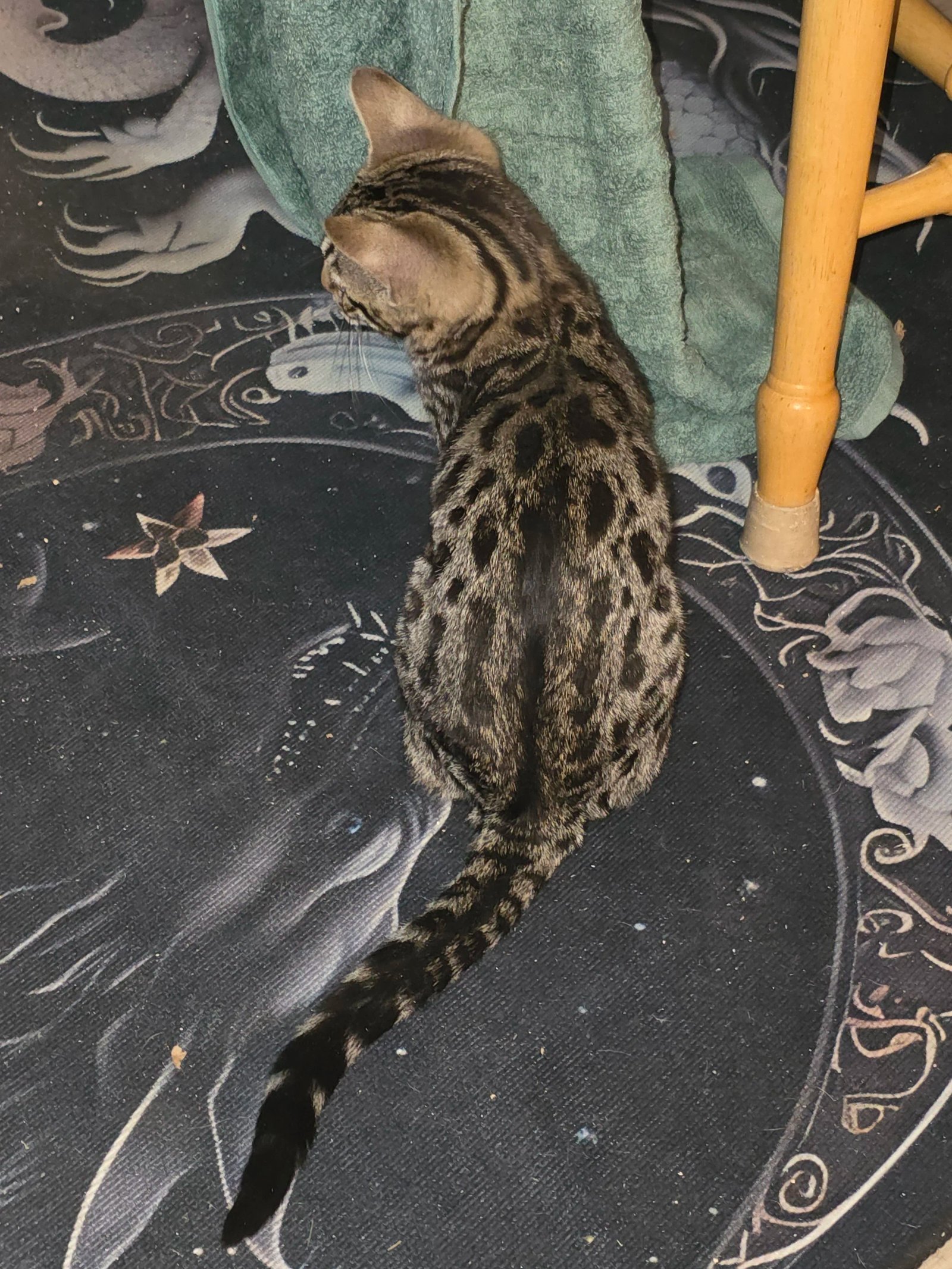 Bengal cat at Shady Spots Cat Ranch