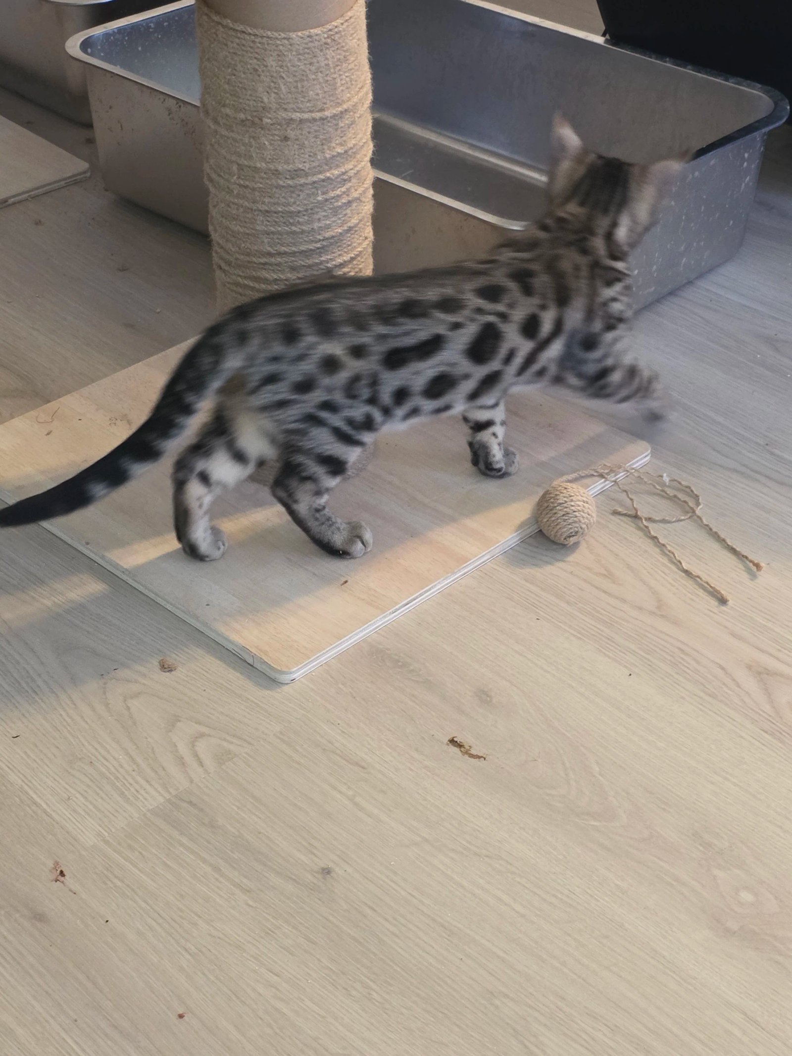 Bengal cat at Shady Spots Cat Ranch