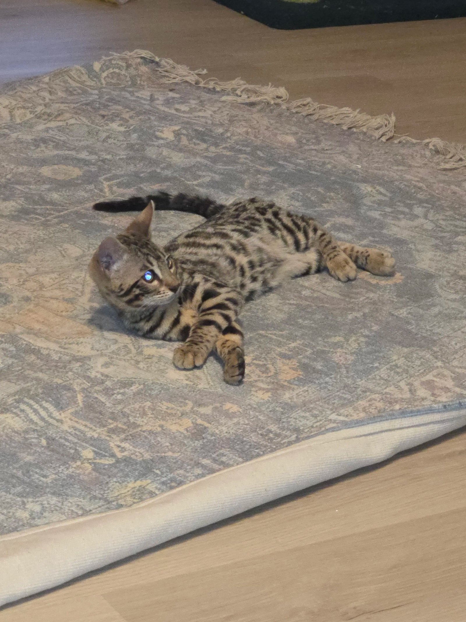 Bengal cat at Shady Spots Cat Ranch