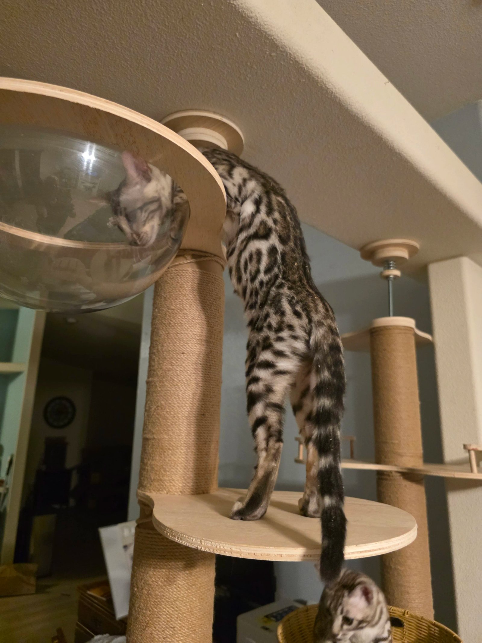 Past litter Bengal kittens