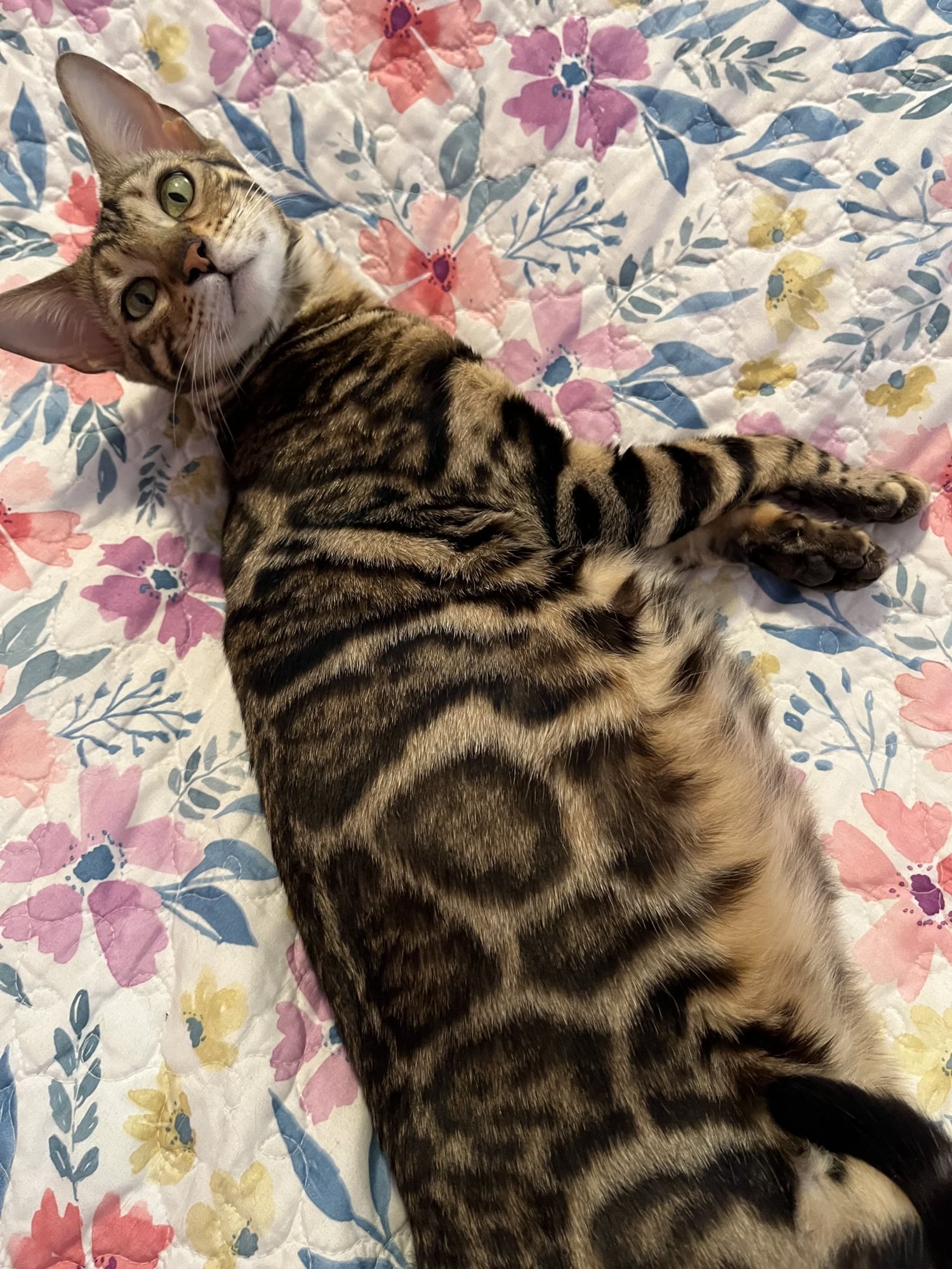 Ophelia — Bengal Queen