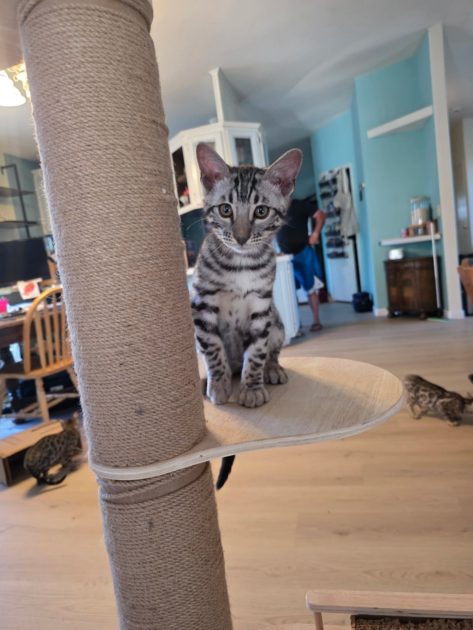 Bengal kitten from past litter