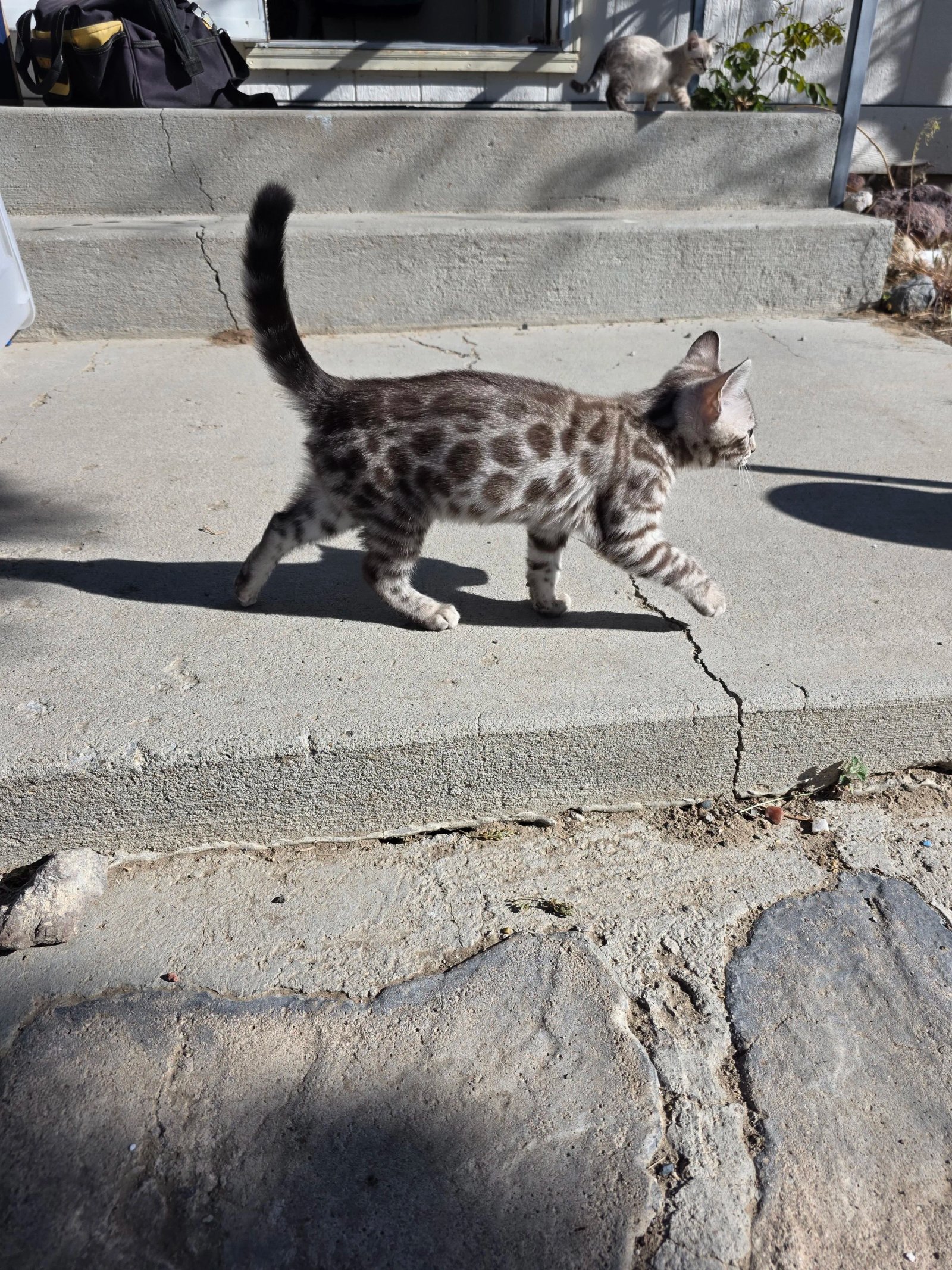 Bengal kitten at Shady Spots
